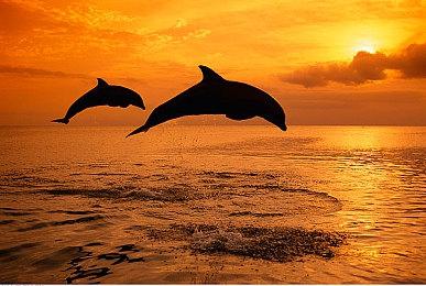 开发者表示《羊蹄山之魂》的狼同伴并非境井仁转世