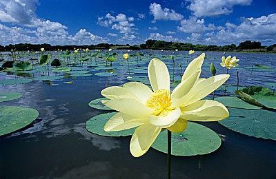 新游《威乐福》抢测一周褒贬不一 官方放弃全额退款