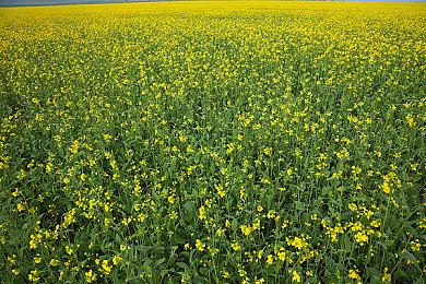 前《最终幻想》系列制作人桥本真司加入索尼音乐娱乐公司